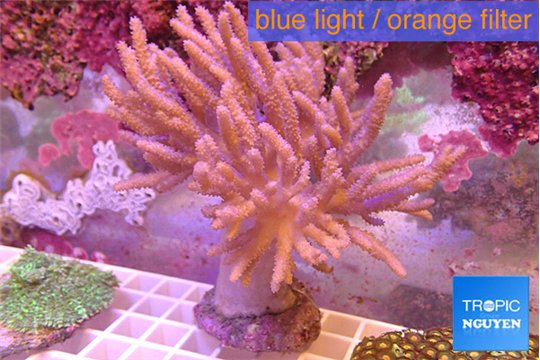 Sinularia flexibilis 8-16 cm WYSIWYG acclimaté