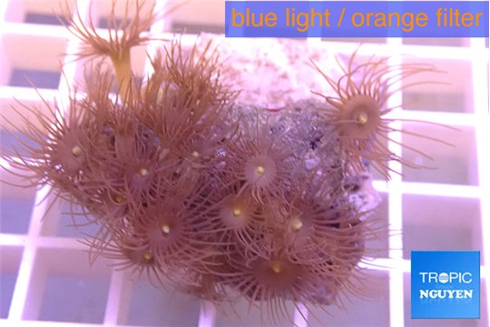 Parazoanthus gracilis yellow 2-4 cm WYSIWYG acclimaté