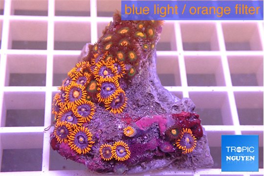 Zoanthus red blue + Zoanthus orange 2-4 cm WYSIWYG acclimaté