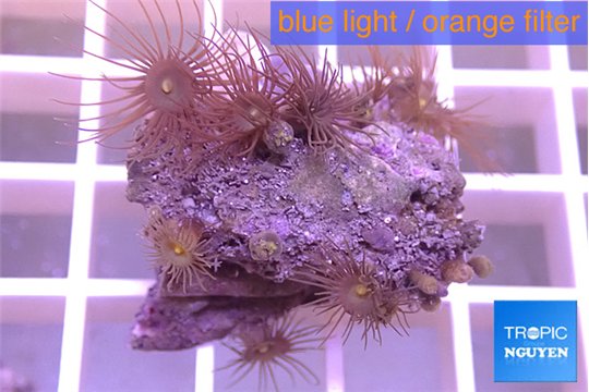 Parazoanthus gracilis yellow 2-4 cm WYSIWYG acclimaté