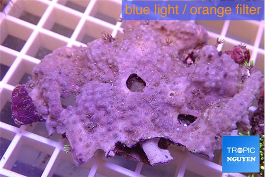 Briaerium green 4-5 cm WYSIWYG acclimaté