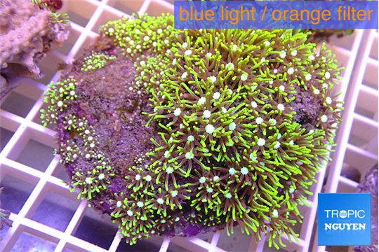 Pachyclavularia neon green 8-12 cm WYSIWYG acclimaté