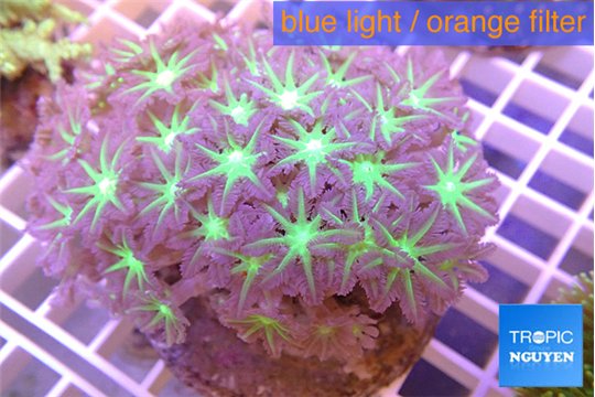 Clavularia papaya purple & green 8-12 cm WYSIWYG acclimaté