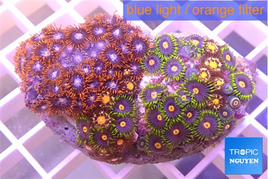 Zoanthus red blue + Zoanthus blue magician 5-6 cm WYSIWYG acclimaté