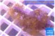 Parazoanthus gracilis yellow 2-4 cm WYSIWYG acclimaté