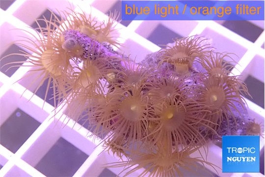 Parazoanthus gracilis yellow 2-4 cm WYSIWYG acclimaté