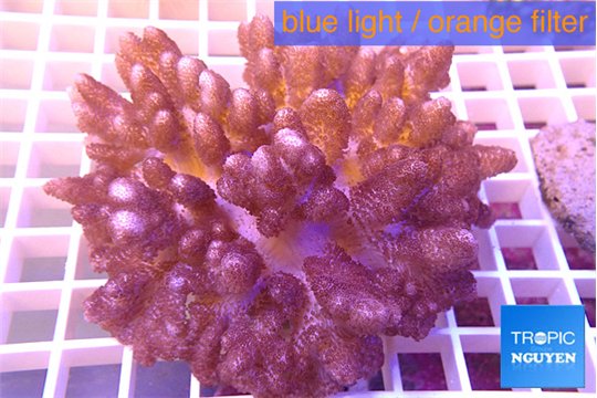 Cladellia short finger 8-12 cm WYSIWYG acclimaté