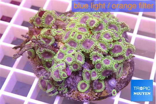 Zoanthus Fijii premium 8-12 cm WYSIWYG acclimaté