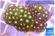 Zoanthus golden green + Zoanthus purple 2-4 cm WYSIWYG acclimaté