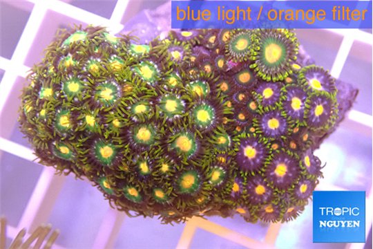 Zoanthus golden green + Zoanthus purple 2-4 cm WYSIWYG acclimaté