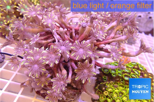 Clavularia papaya orange 8-12 cm WYSIWYG acclimaté