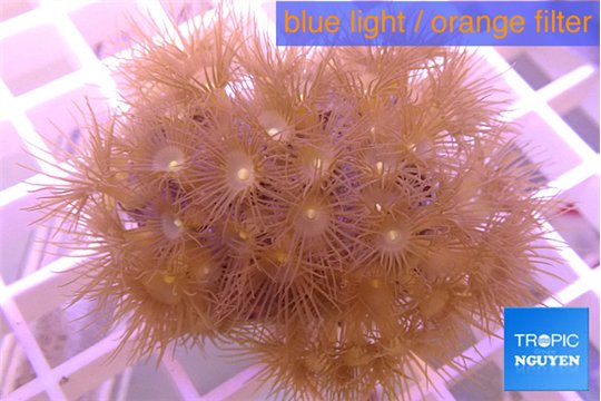 Parazoanthus gracilis yellow 5-6 cm WYSIWYG acclimaté