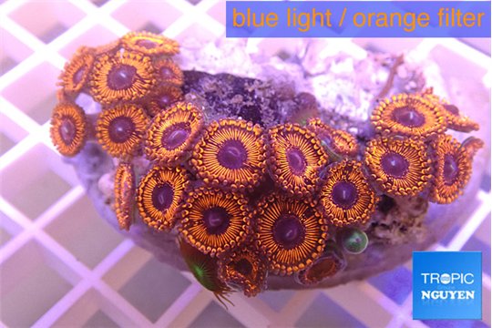 Zoanthus red cherry pop 4-6 cm WYSIWYG acclimaté