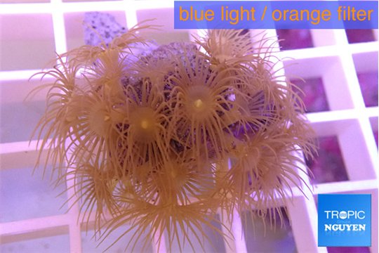 Parazoanthus gracilis yellow 2-4 cm WYSIWYG acclimaté