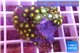 Zoanthus mixed color 2-4 cm WYSIWYG acclimaté