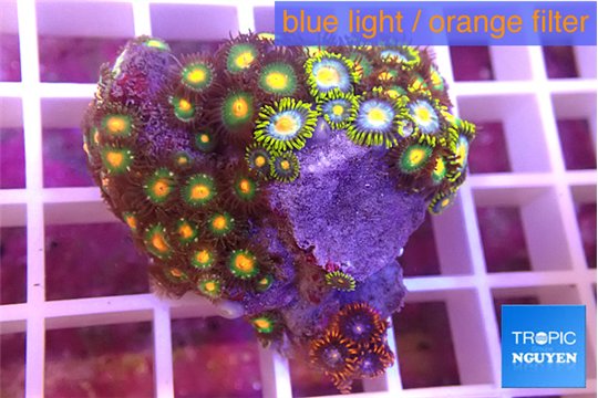 Zoanthus mixed color 2-4 cm WYSIWYG acclimaté