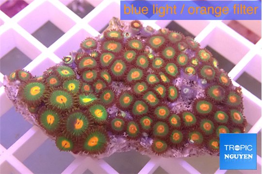 Zoanthus mixed color 4-5 cm WYSIWYG acclimaté