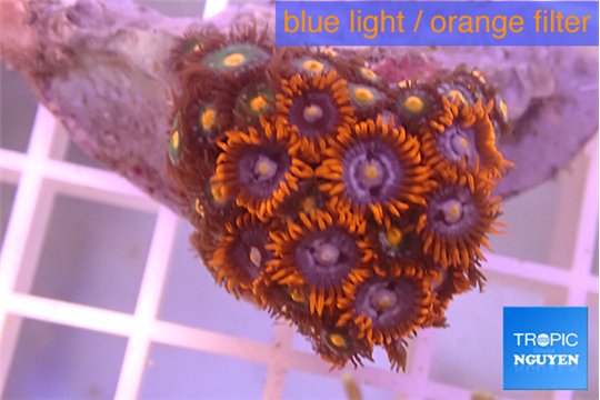 Zoanthus red blue 2-4 cm WYSIWYG acclimaté