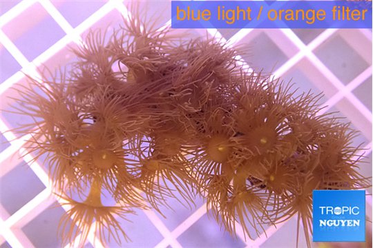 Parazoanthus gracilis yellow 3-5 cm WYSIWYG acclimaté