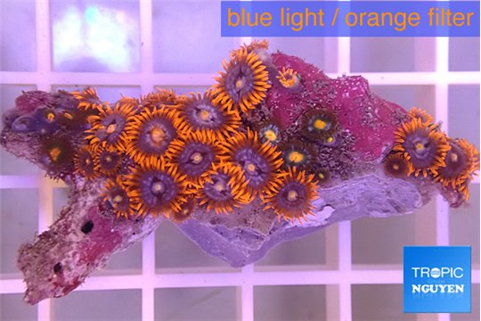 Zoanthus red blue 3-5 cm WYSIWYG acclimaté