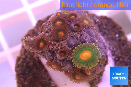 Zoanthus orange 2-4 cm WYSIWYG acclimaté