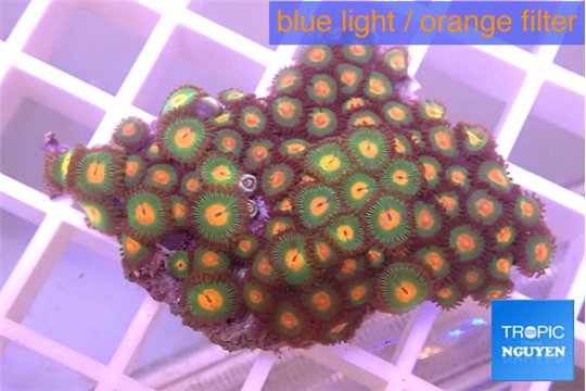 Zoanthus mixed color 3-4 cm WYSIWYG acclimaté