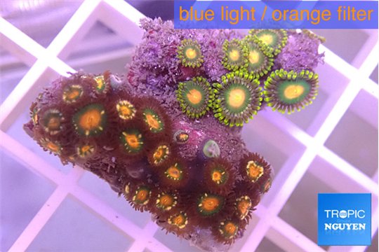 Zoanthus mixed color 3-4 cm WYSIWYG acclimaté