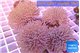 Sarcophyton long white polyps 10-16 cm WYSIWYG acclimaté