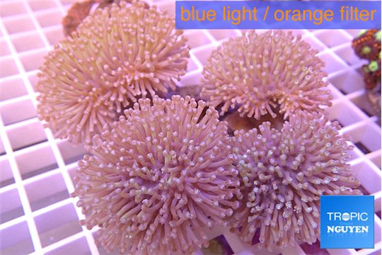 Sarcophyton long white polyps 10-16 cm WYSIWYG acclimaté
