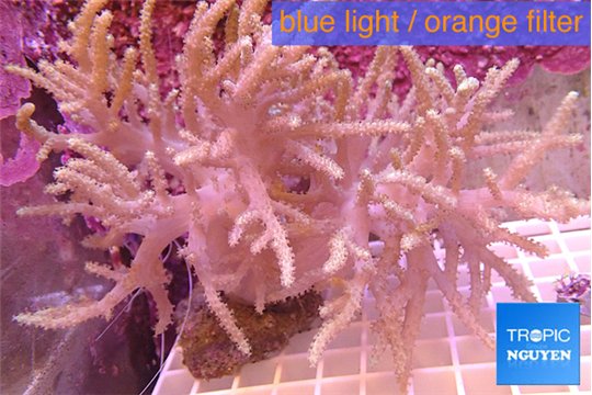 Sinulari aflexibilis long finger 15-20 cm WYSIWYG acclimaté