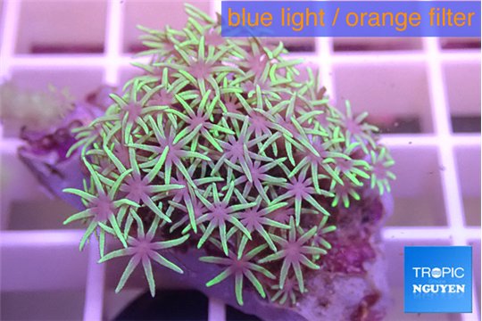 Pachyclavularia pink neon green 3-4 cm WYSIWYG acclimaté