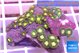 Zoanthus green gold 3-4 cm WYSIWYG acclimaté