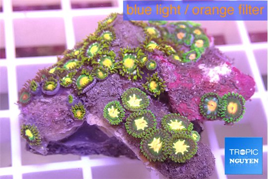 Zoanthus green gold 3-4 cm WYSIWYG acclimaté