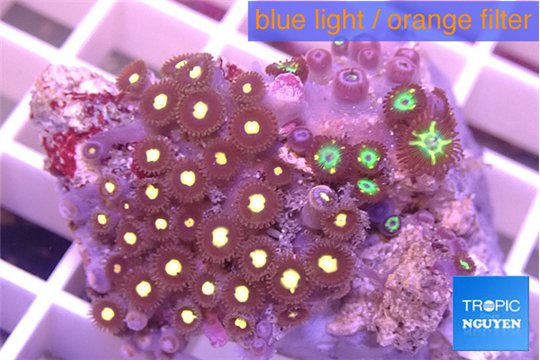 Zoanthus red gold 2-4 cm WYSIWYG acclimaté