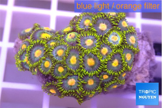 Zoanthus blue magician 2-4 cm WYSIWYG acclimaté