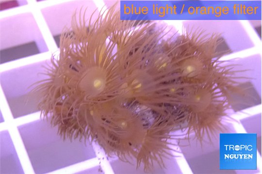 Parazoanthus gracilis yellow 2-4 cm WYSIWYG acclimaté