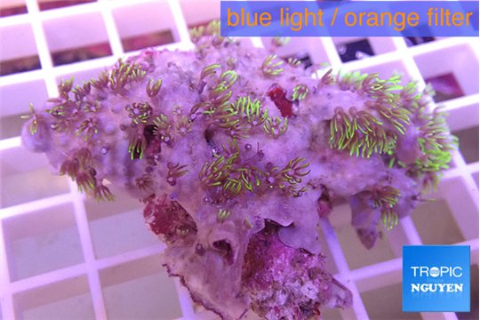 Briaerium green purple 4-6 cm WYSIWYG acclimaté