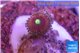 Zoanthus pink diamond 1 polyp WYSIWYG acclimaté