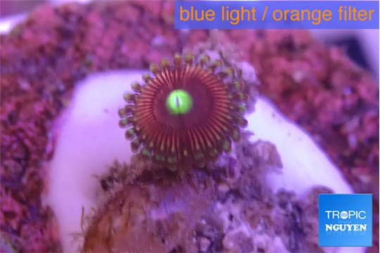 Zoanthus pink diamond 1 polyp WYSIWYG acclimaté