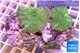 Discosoma green 3 polyps WYSIWYG acclimaté