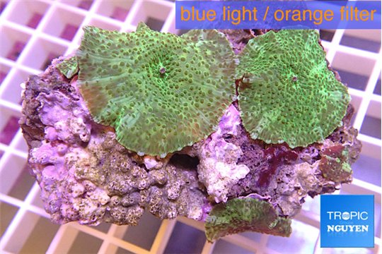 Discosoma green 3 polyps WYSIWYG acclimaté