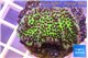 Montipora green & purple polyps 3-4 cm WYSIWYG acclimaté