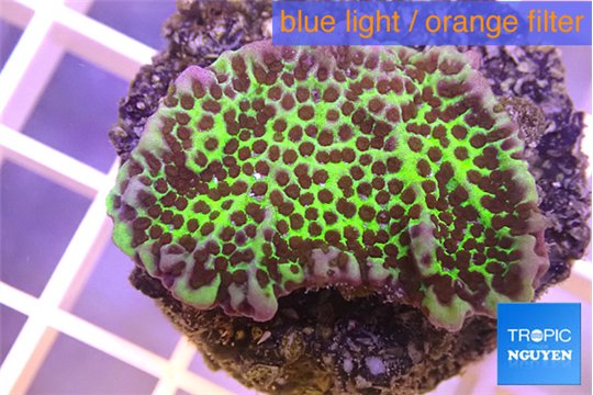 Montipora green & purple polyps 3-4 cm WYSIWYG acclimaté