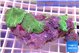 Discosoma green 4-6 polyps WYSIWYG acclimaté
