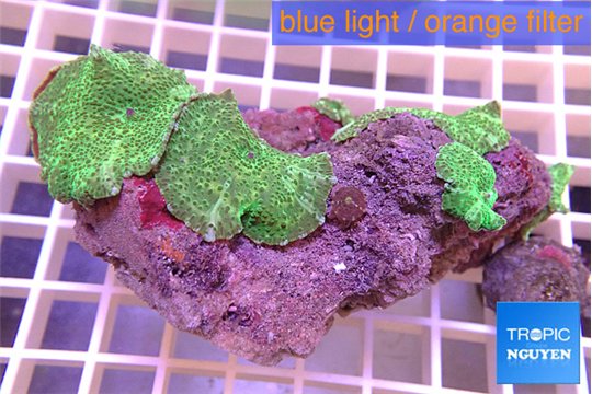 Discosoma green 4-6 polyps WYSIWYG acclimaté