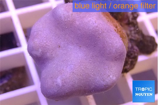 Sarcophyton full neon green polyps Australia 4-7 cm WYSIWYG acclimaté