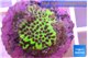 Montipora green & purple polyps 2-3 cm WYSIWYG acclimaté
