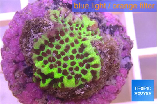 Montipora green & purple polyps 2-3 cm WYSIWYG acclimaté