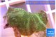 Discosoma green 1 polyp WYSIWYG acclimaté