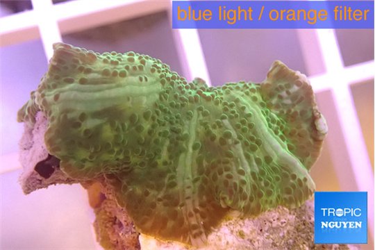 Discosoma green 1 polyp WYSIWYG acclimaté
